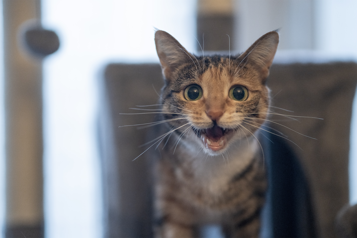 Distinct Cat Meow Meanings: From Squeaking to Snarling
