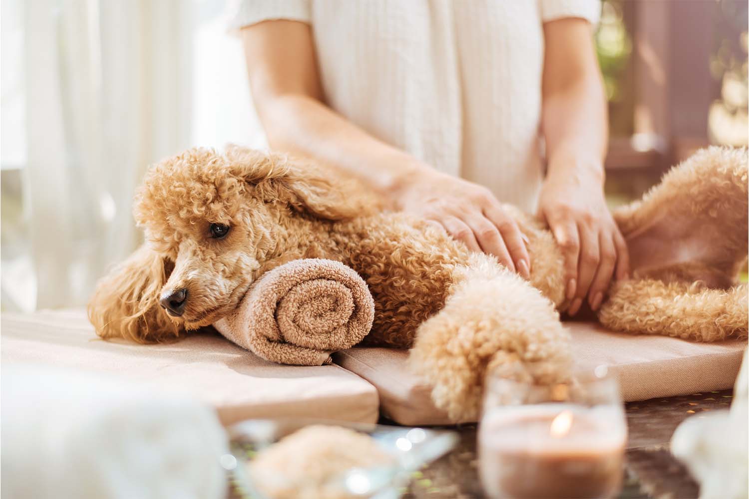 Best Dog Massage Techniques: Dog Massage Benefits
