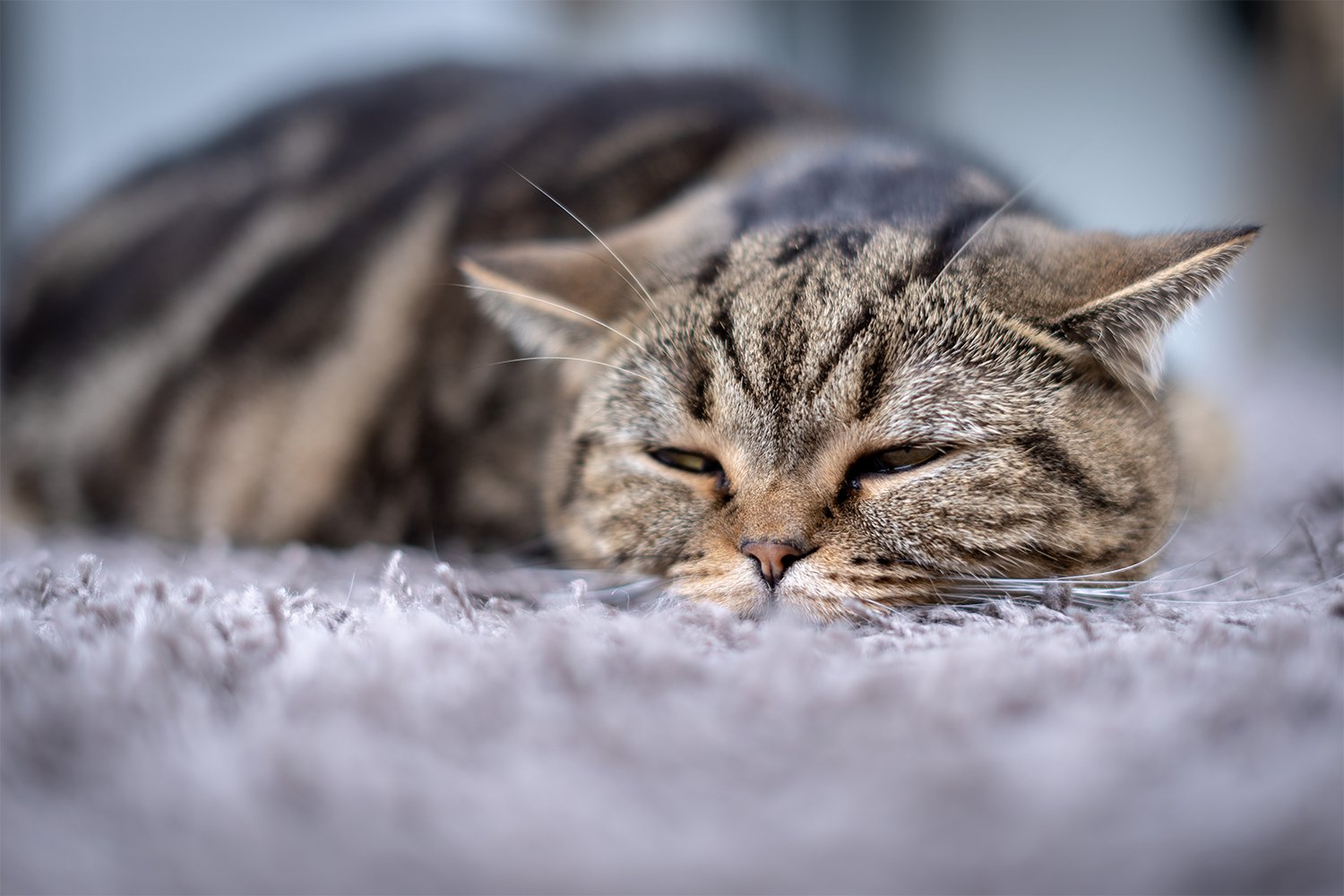 Pain Relief For Cats: Safe Pain Medications