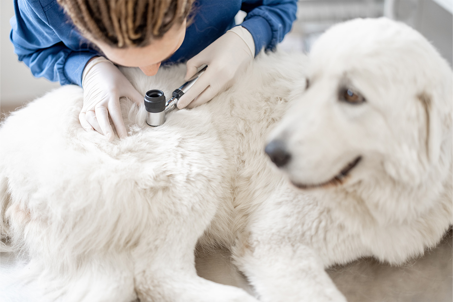Black Spots on Dog's Skin: When To Worry