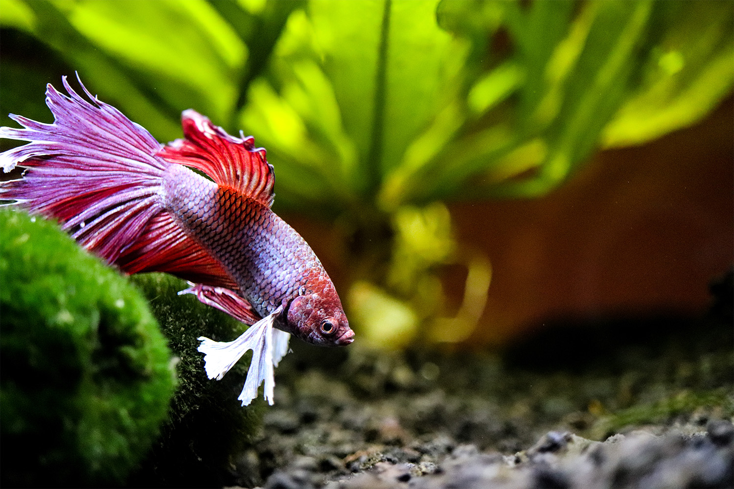 What Fish Can Live With Bettas A Tank Mate s Guide AskVet