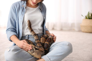The 4 Best Pet Snakes & What They Need To Thrive