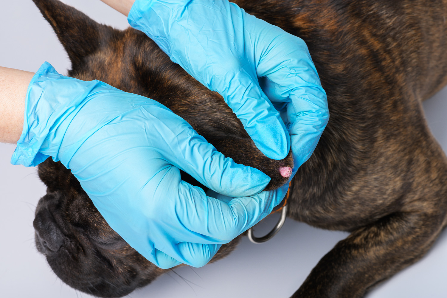 Skin Cancer or Wart? How To Tell the Difference on Your Dog
