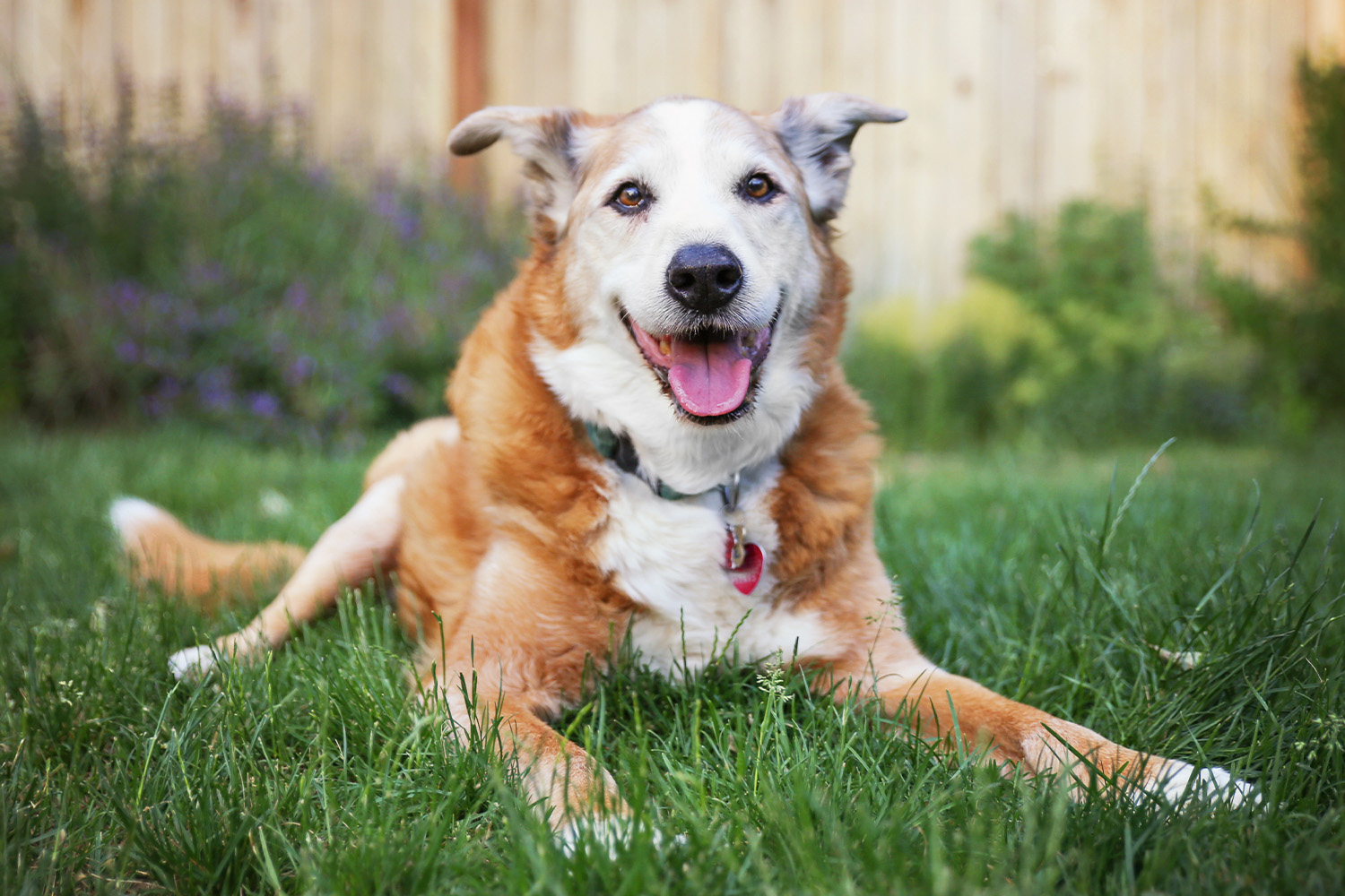 When Is a Dog Considered a Senior & How Care Changes