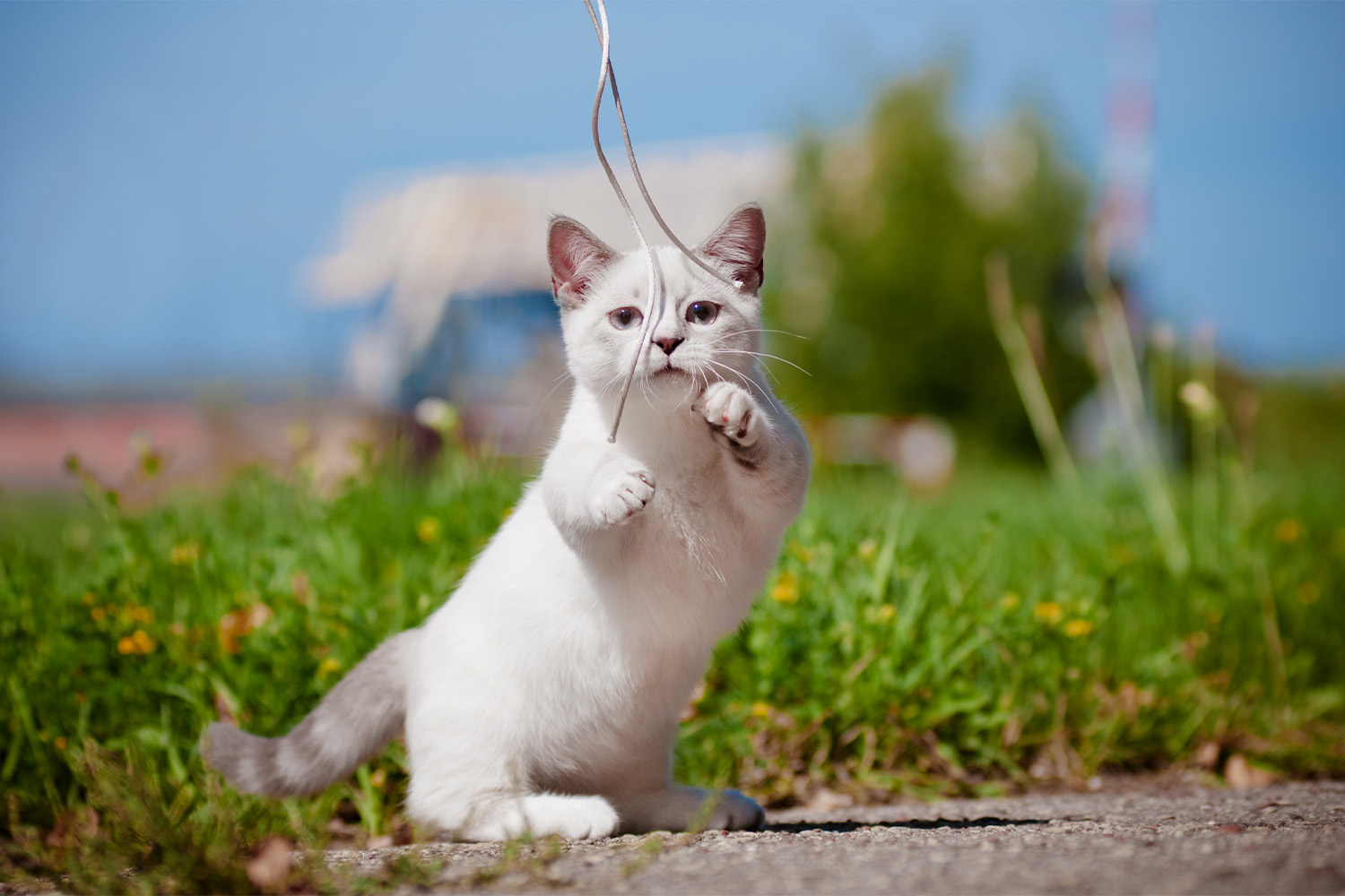 8 Playful Cat Breeds & How To Play With Them