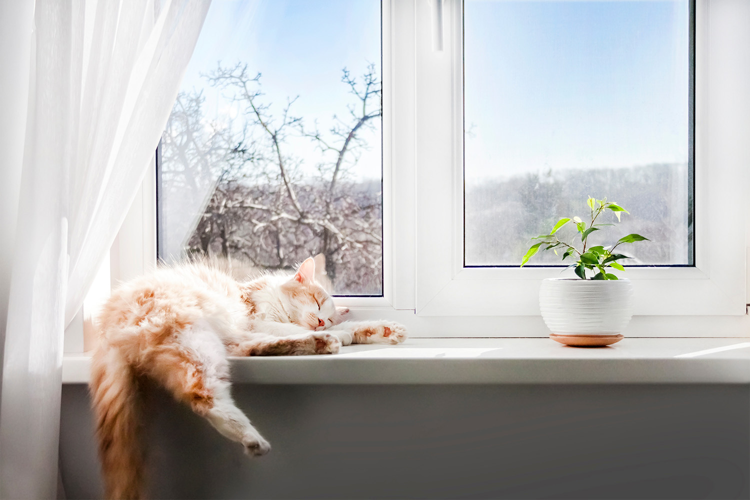 How To Cat-Proof Your House: Getting Ready for a Furry Friend