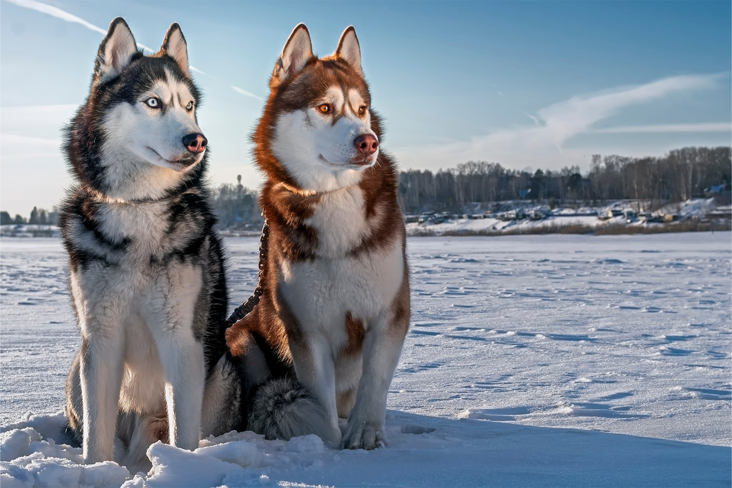 Exactly Why Huskies Are So Vocal Pups Explained AskVet