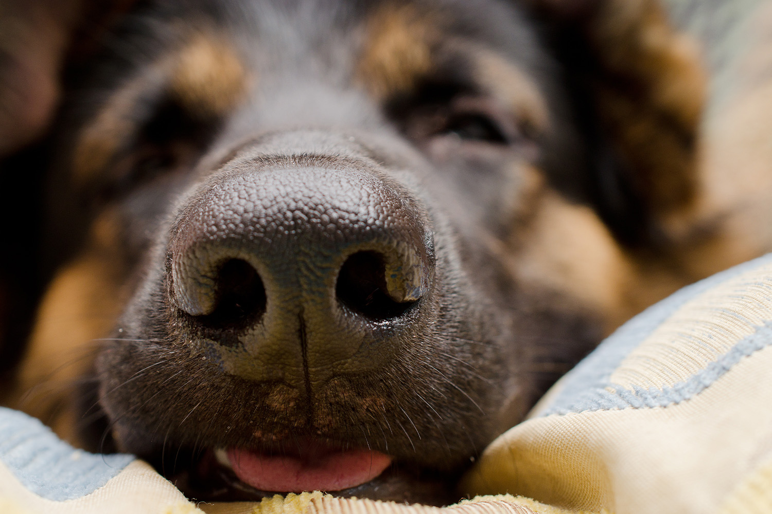 Why Do Dogs Have Wet Noses? What it Means | AskVet