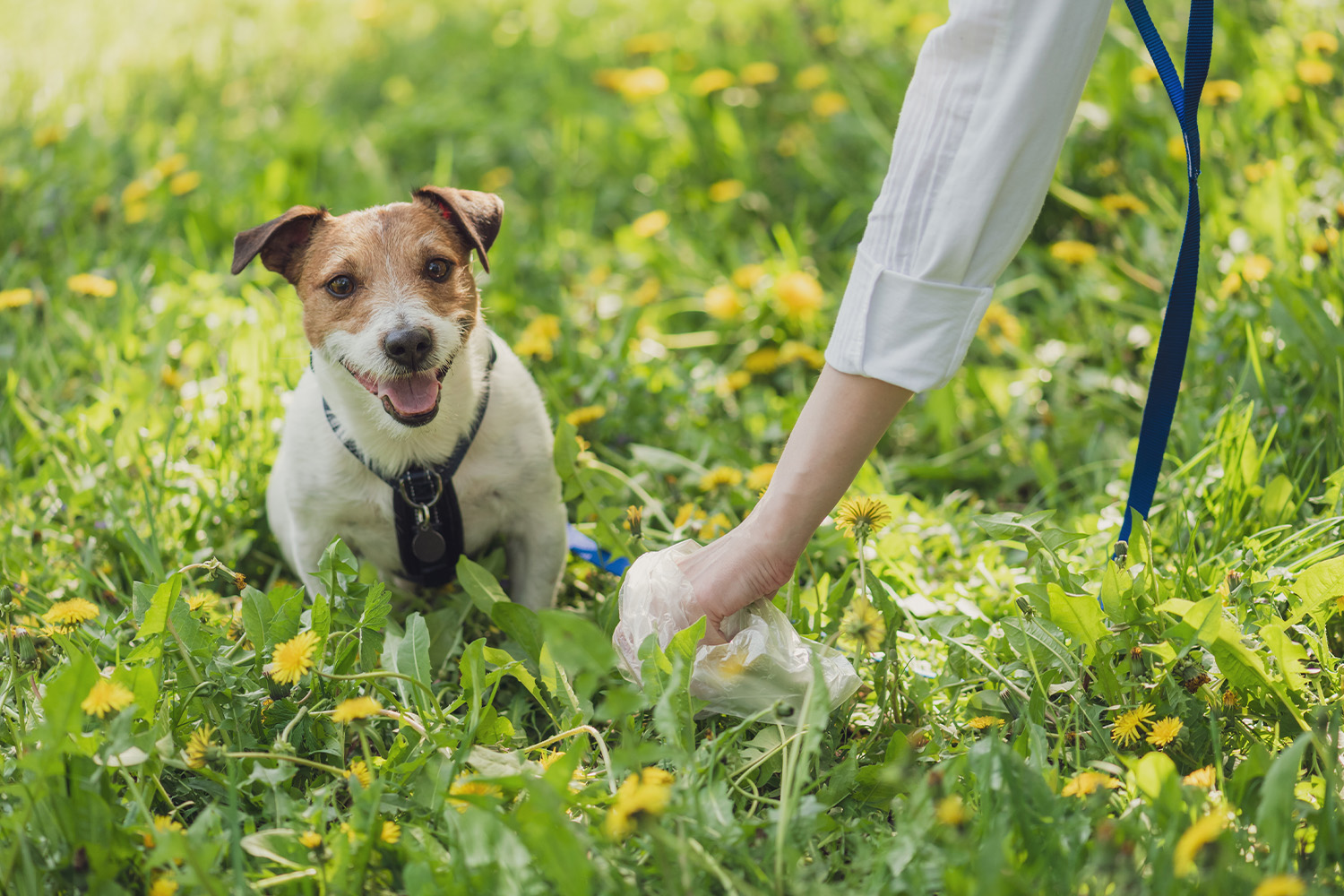 Why Do Dogs Kick the Grass After They Poop?