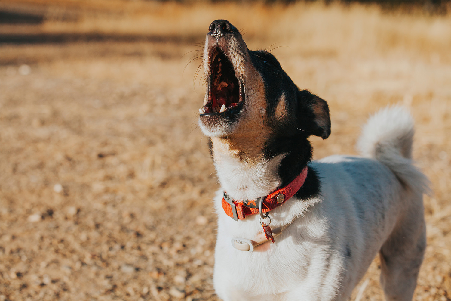 6 Reasons Dogs Whine & How Seriously To Take It