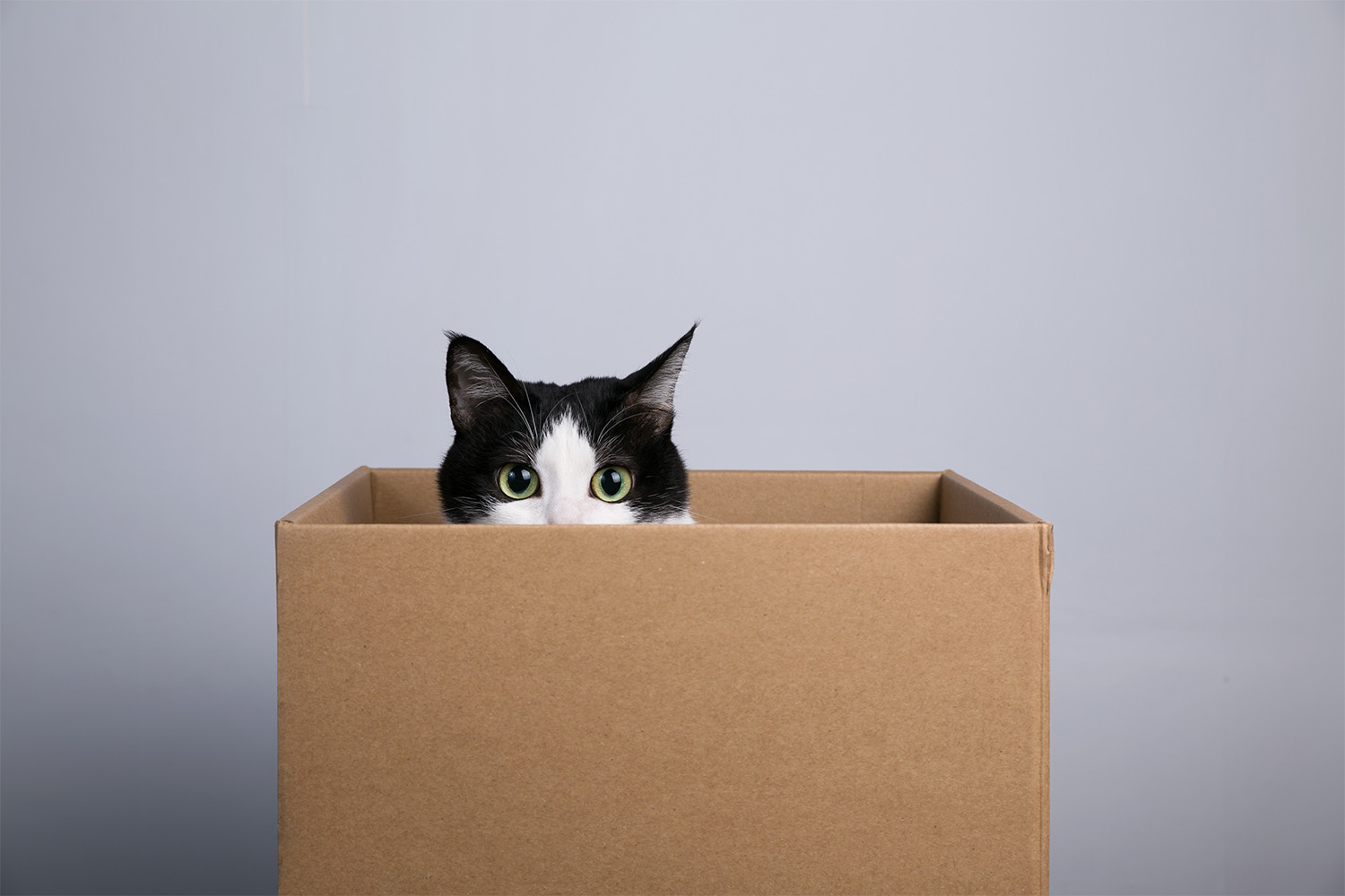 Why Do Cats Like Boxes So Much?