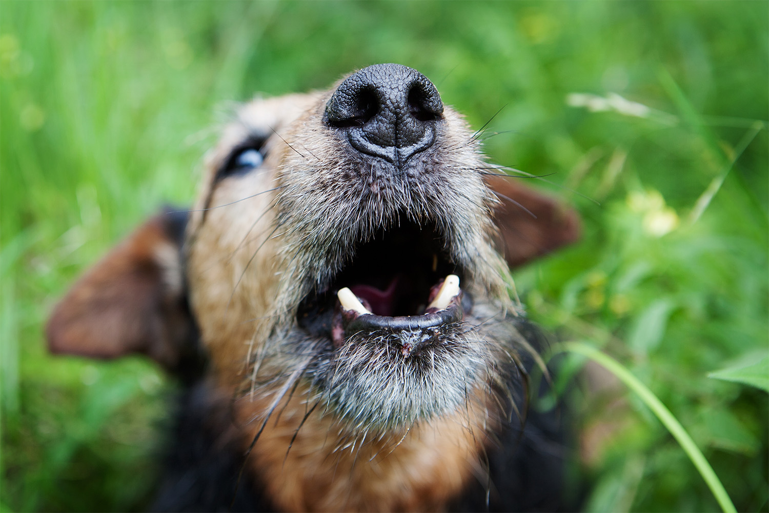 Teaching Your Dog To Speak 101: Easy Steps