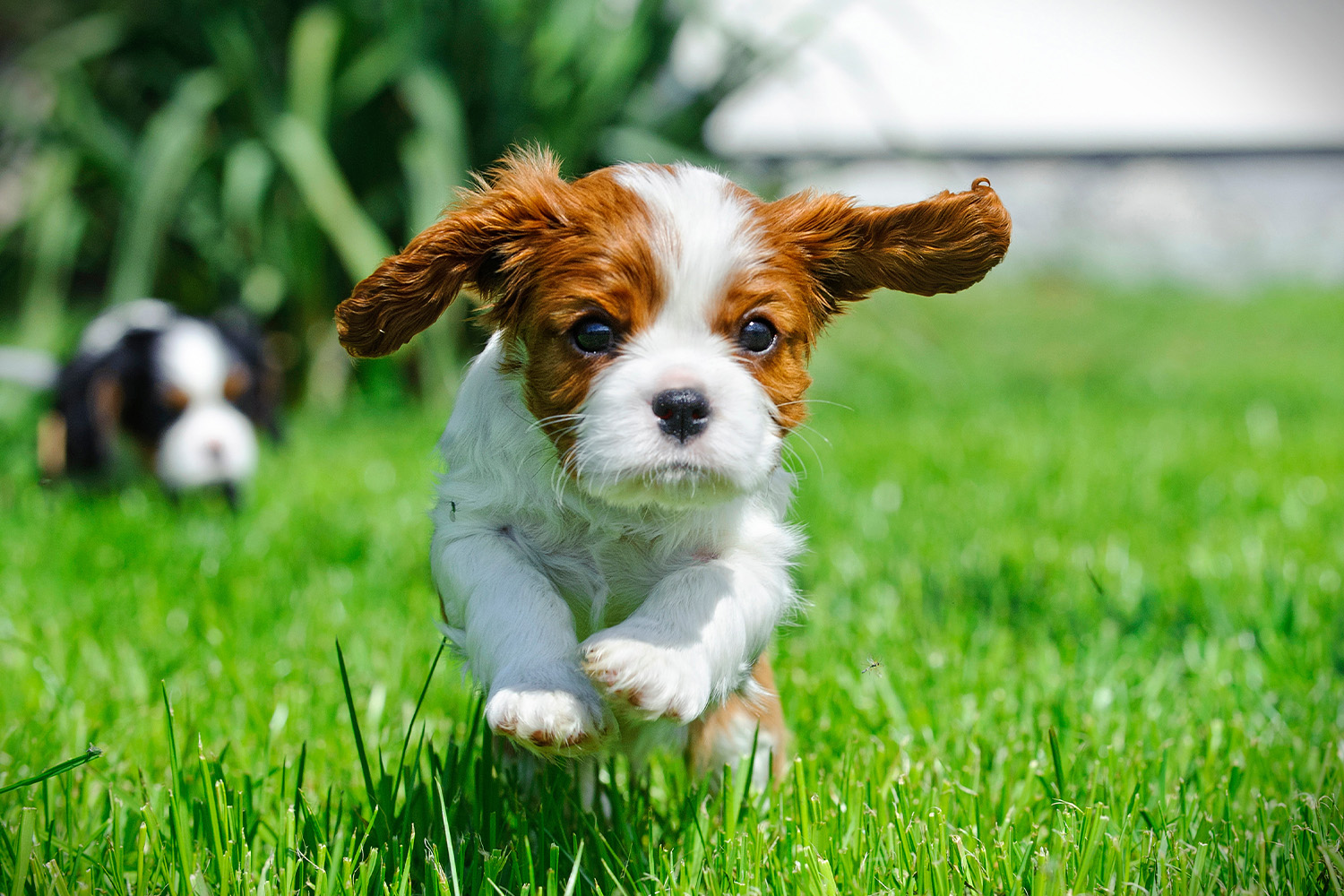 The New Puppy Checklist: A New Dog Owner’s Guide