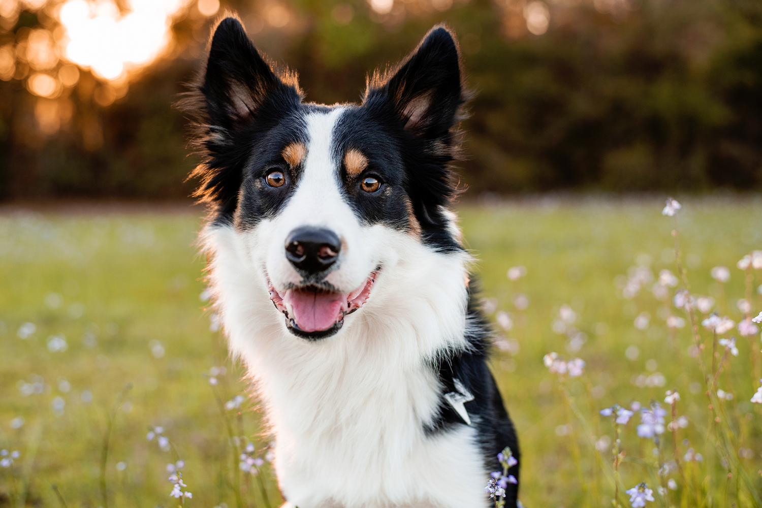 6 High-Energy Dog Breeds Who Love To Play