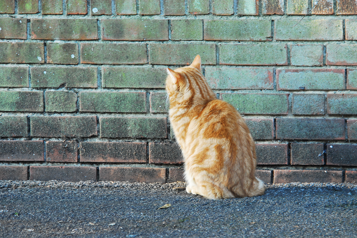 Why Does My Cat Stare at the Wall: 4 Reasons Why