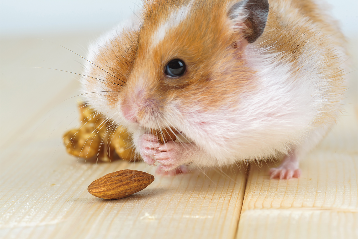 A Hamster’s Diet