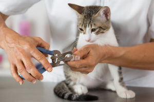 Spaying and Neutering Dogs and Cats