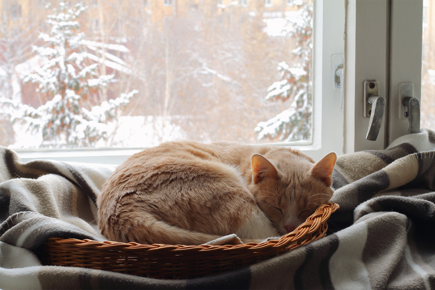 Cat Sleep 101: Why Do Cats Sleep So Much?
