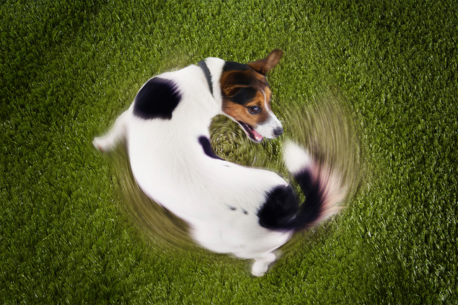 Why Do Dogs Chase Their Tails? 5 Reasons Why