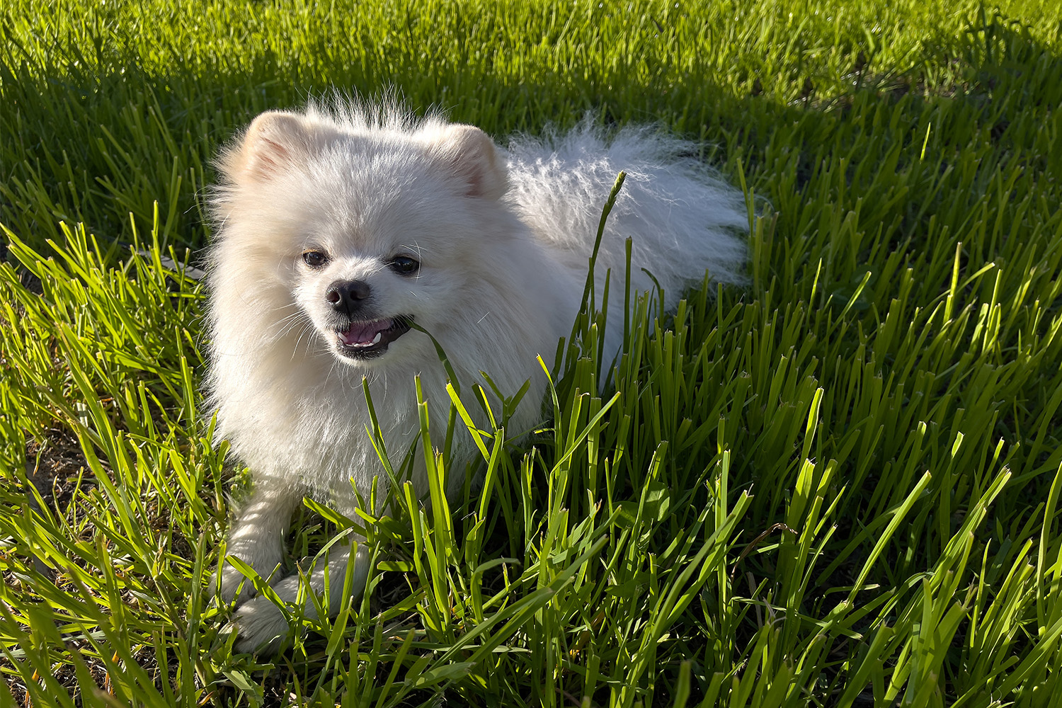 Why Do Dogs Eat Grass? 5 Common Reasons