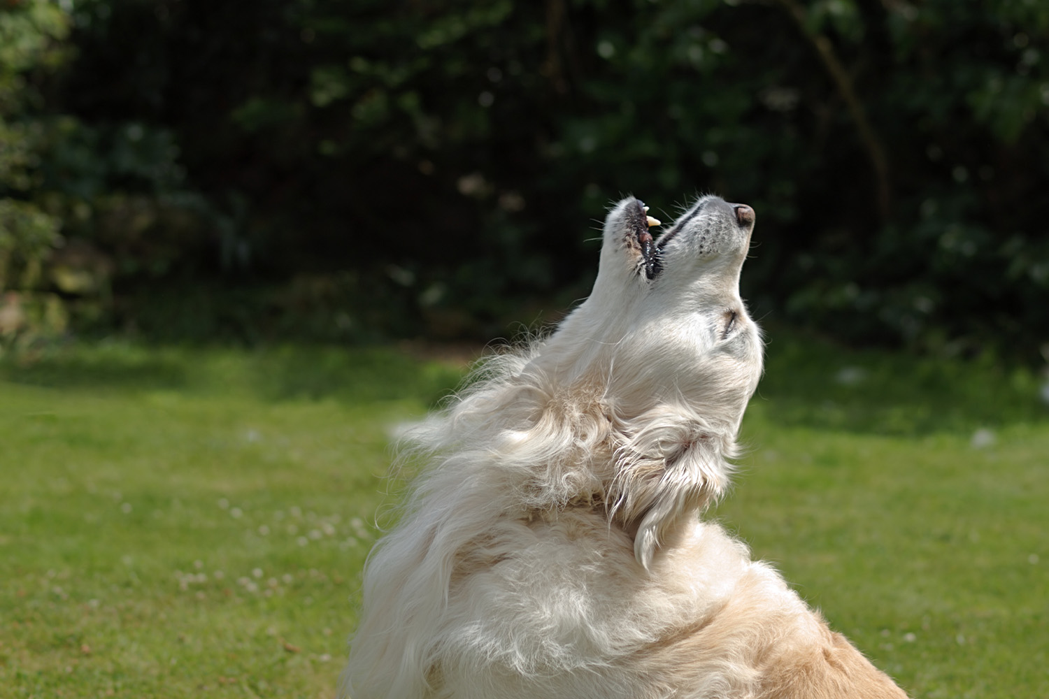 Why Do Dogs Howl & What Does It Mean?