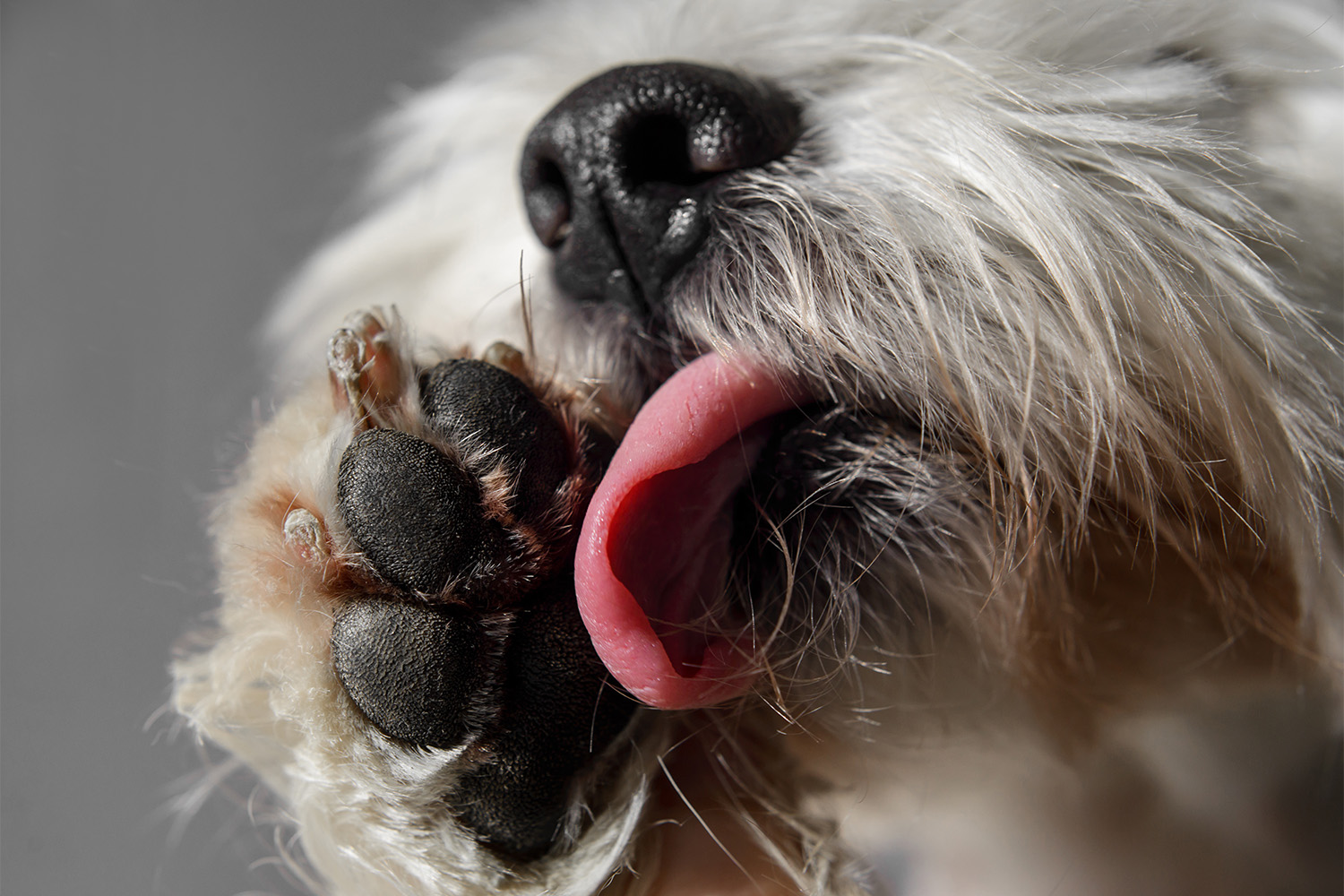 Why Do Dogs Lick Their Paws & What Does It Mean?