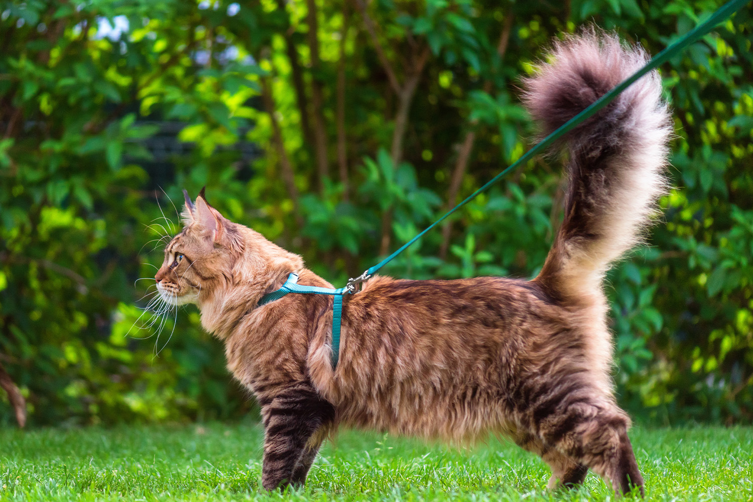 leash train your cat