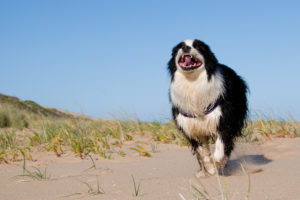 Why Do Dogs Get Zoomies? 6 Reasons They Go Bonkers