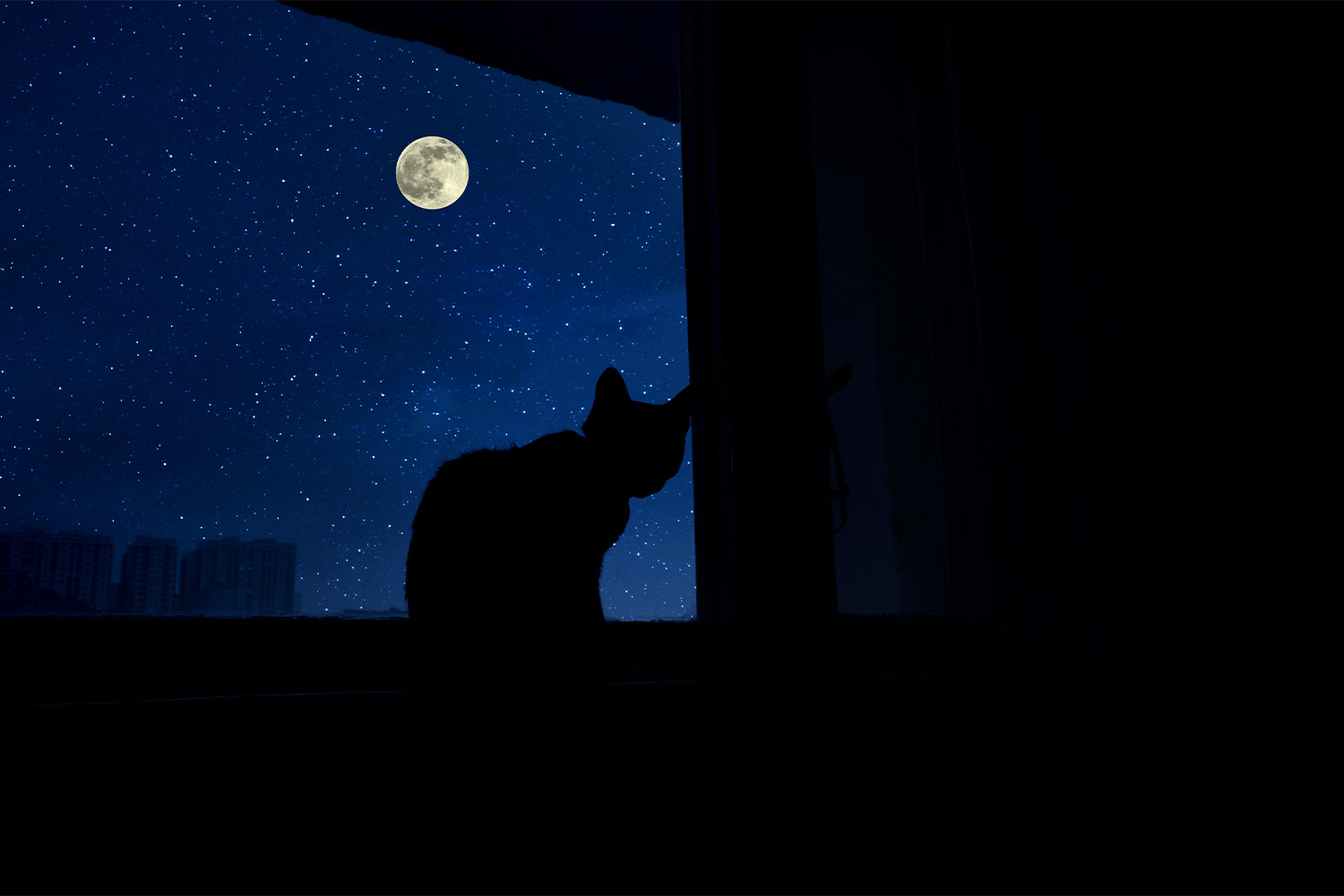 Night Vision: Can Cats See in the Dark?