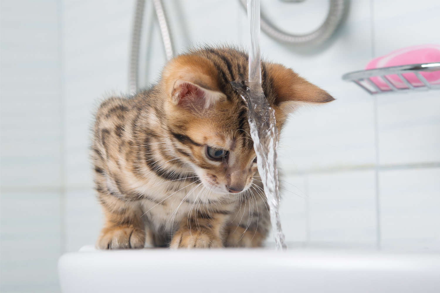 Why Do Cats Hate Water? What They're Thinking