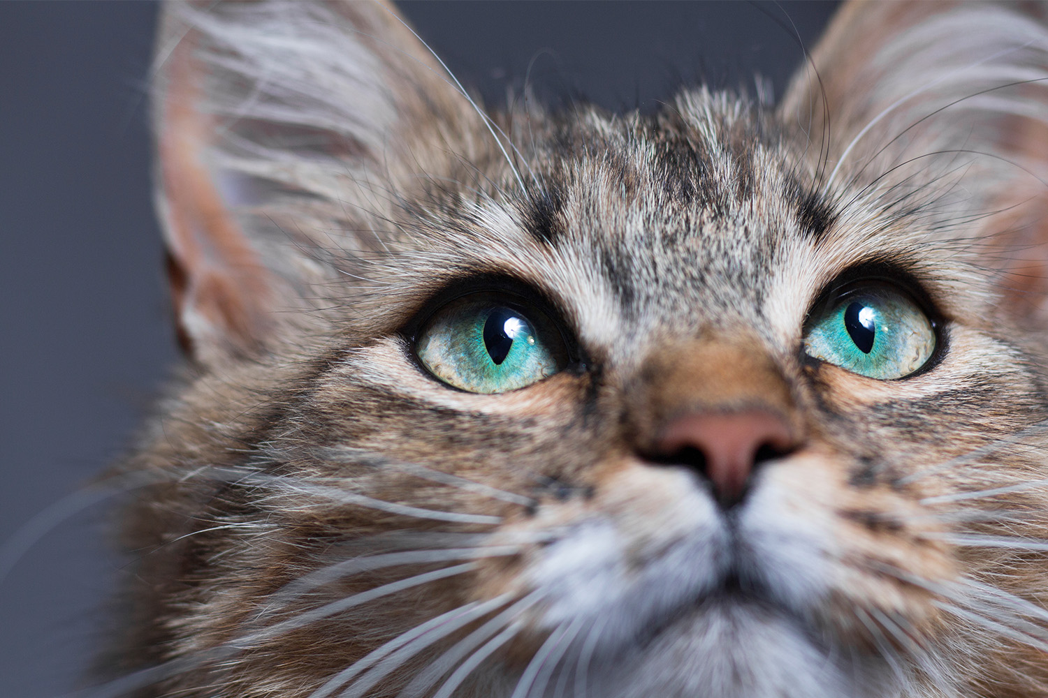 Are Cats Color Blind? How They See the World