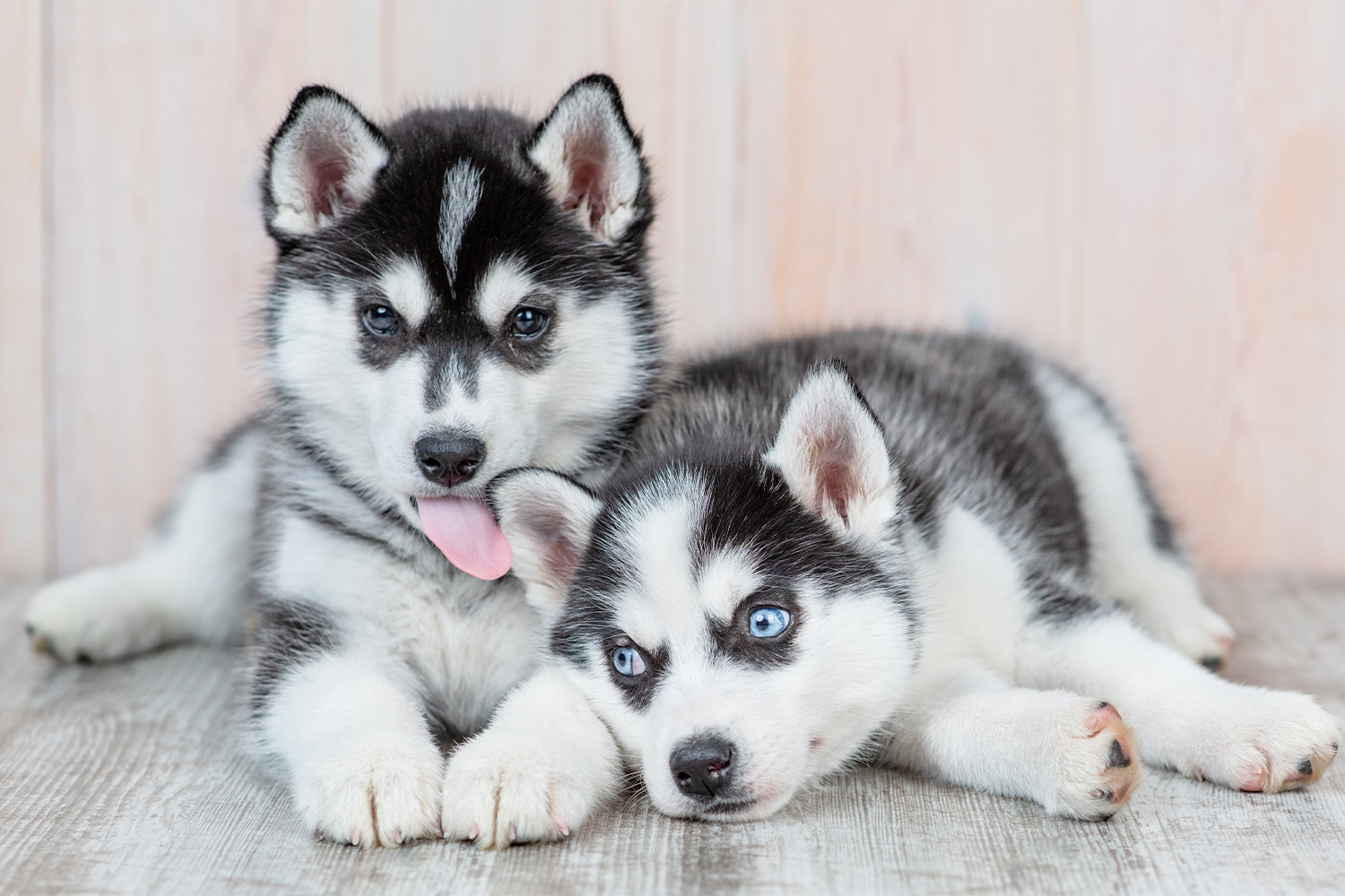 How To Train Your Husky Puppy Like a Pro