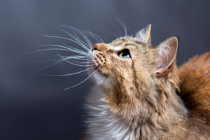 Cat Bad Breath 101: Common Causes & Prevention