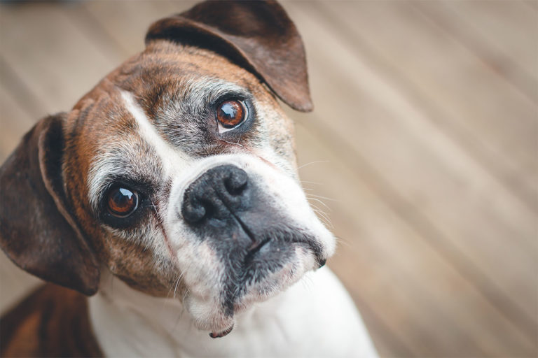 Why Does My Dog Stare at Me? The 411 - AskVet