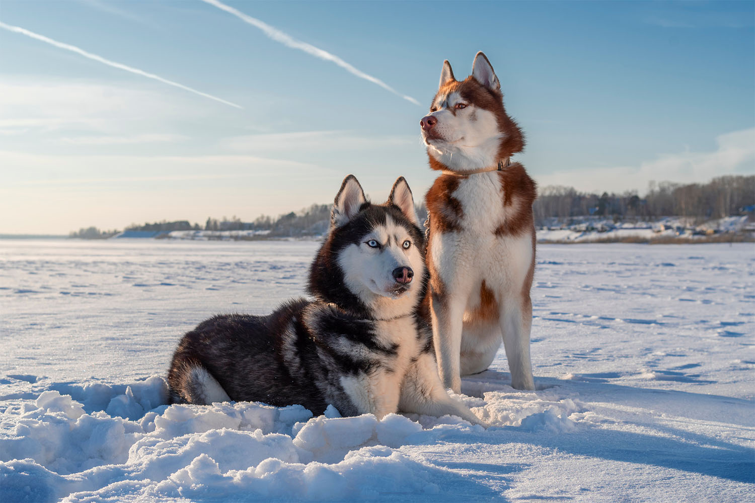 Siberian Husky 101: The Owner’s Breed Guide