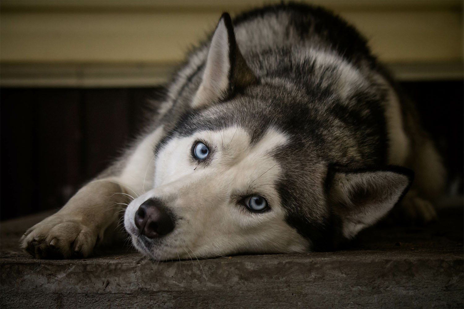 Your Husky’s Life Span & How To Make the Most of It