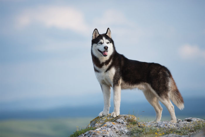 Your Husky’s Growth Chart: Tracking Their Progress - AskVet