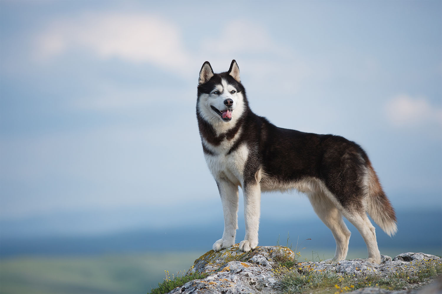 Your Husky’s Growth Chart: Tracking Their Progress