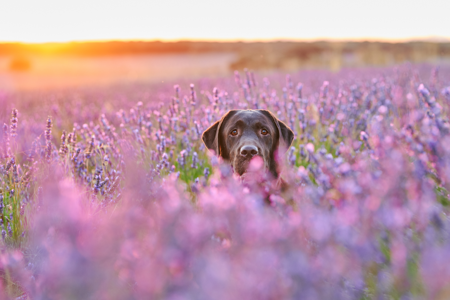Aromatherapy for Dogs: 3 Benefits