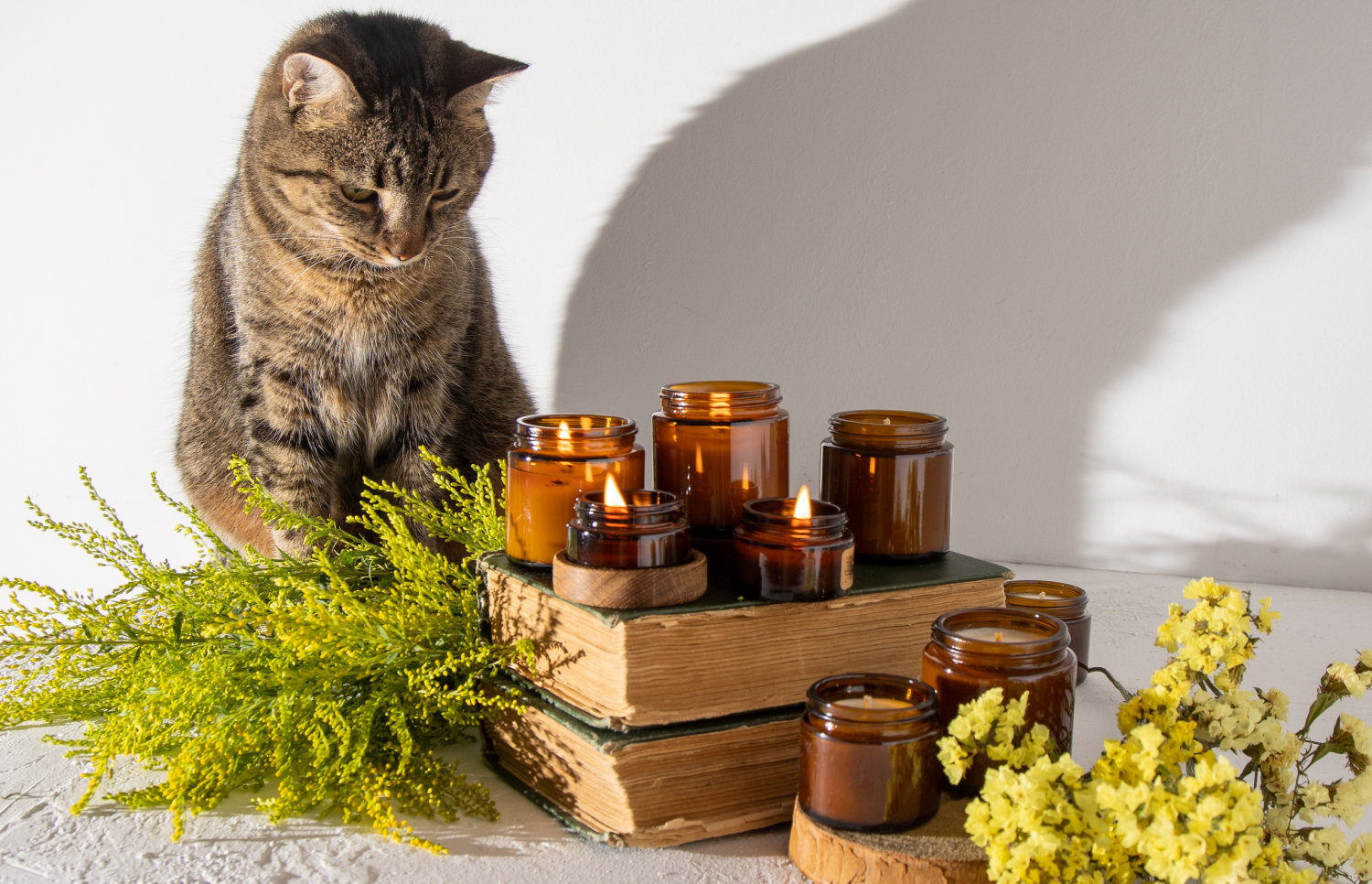 Aromatherapy For Cats: Is It Safe? 
