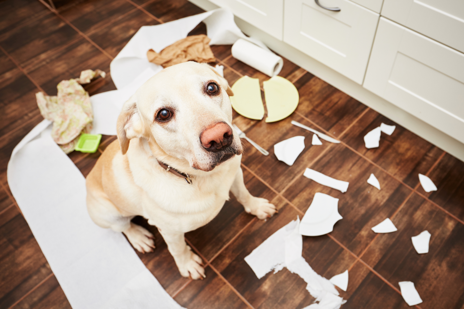 Common Dog Behavior Problems & What To Do About Them