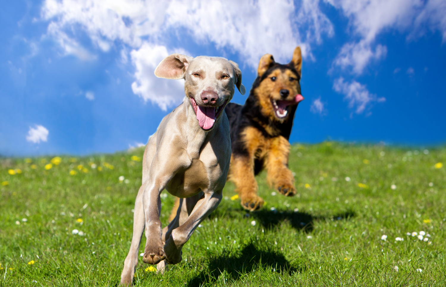 Dog Enrichment: Keeping Your Dog Entertained