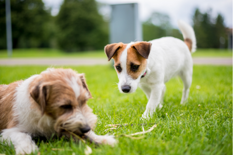 Can Dogs Get Jealous? 7 Signs of Jealousy | AskVet