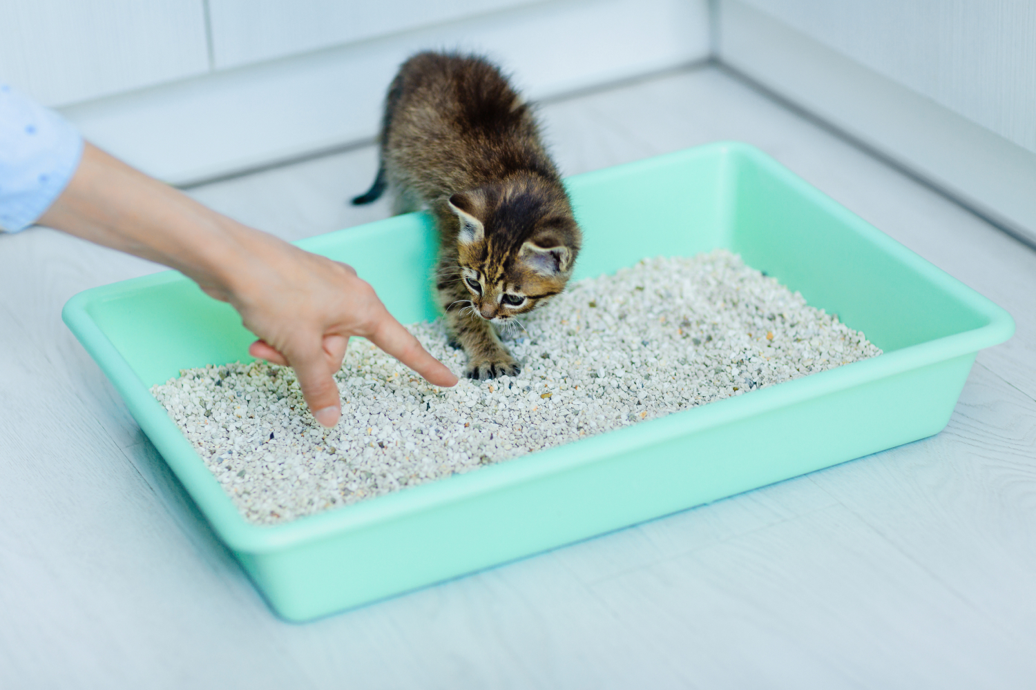 How To Litter Train a Kitten: 5 Tips & Tricks
