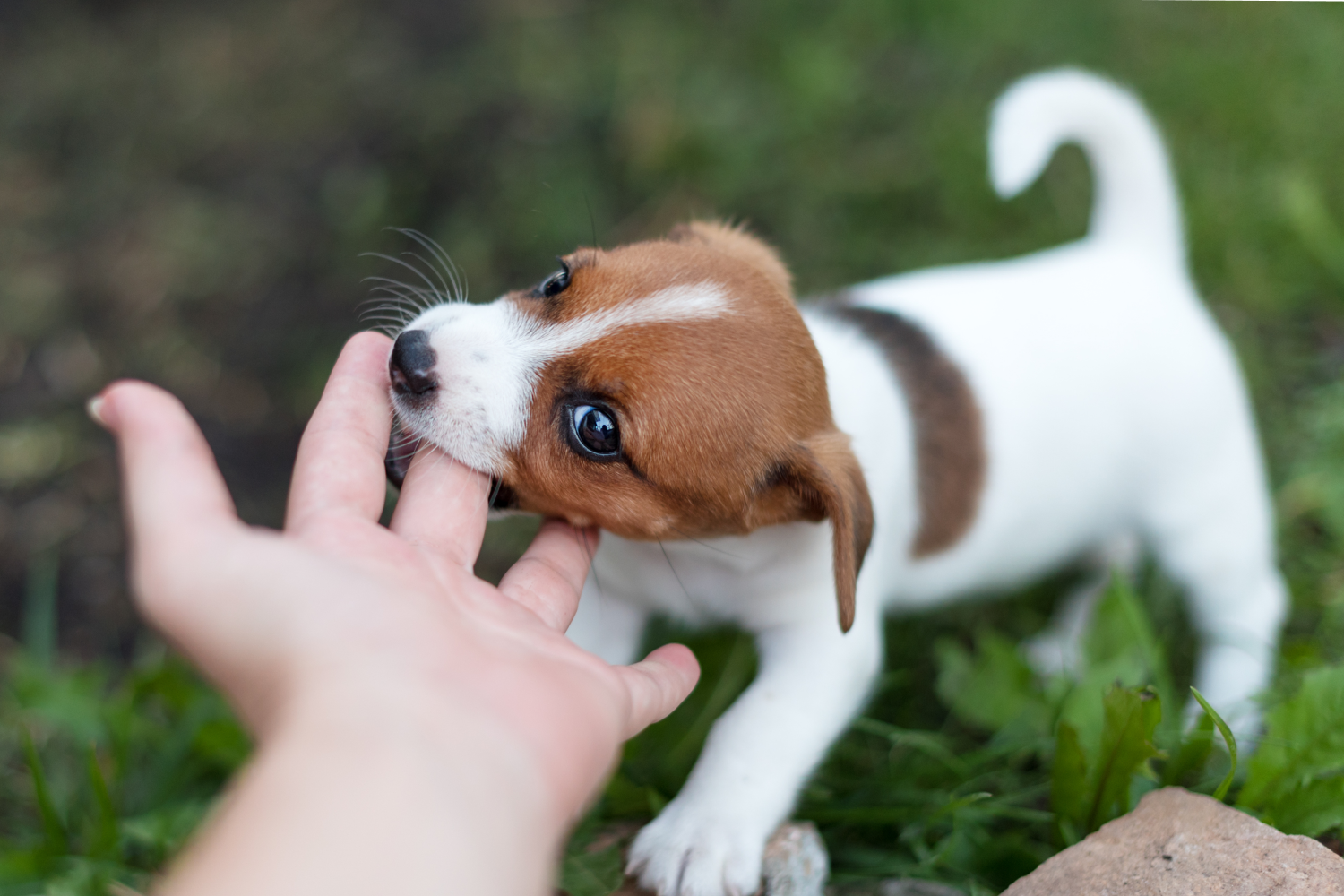 How To Stop Puppy Biting in 5 Easy Steps