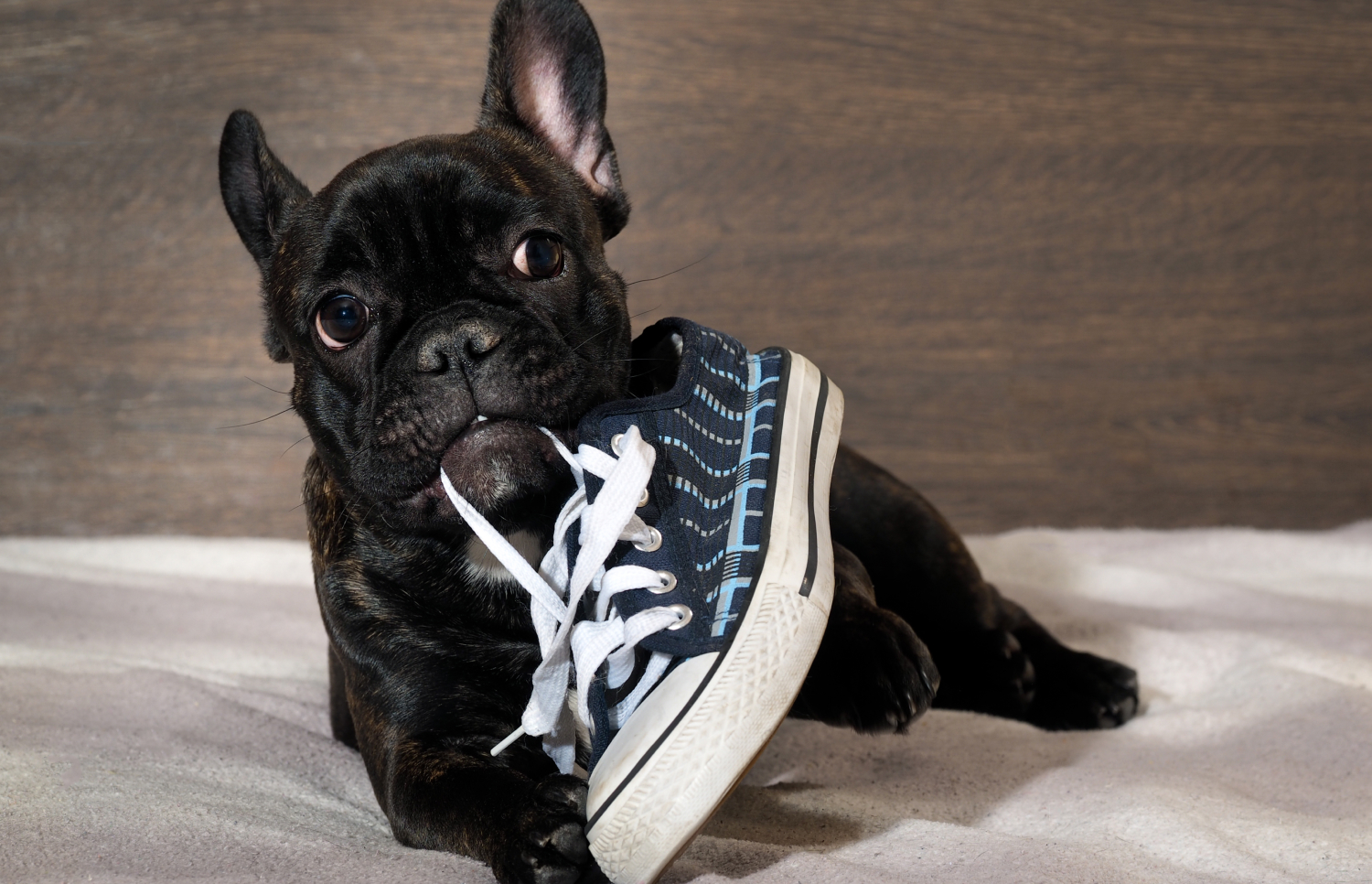 Dog Chewing Shoes? How To Stop Destructive Chewing