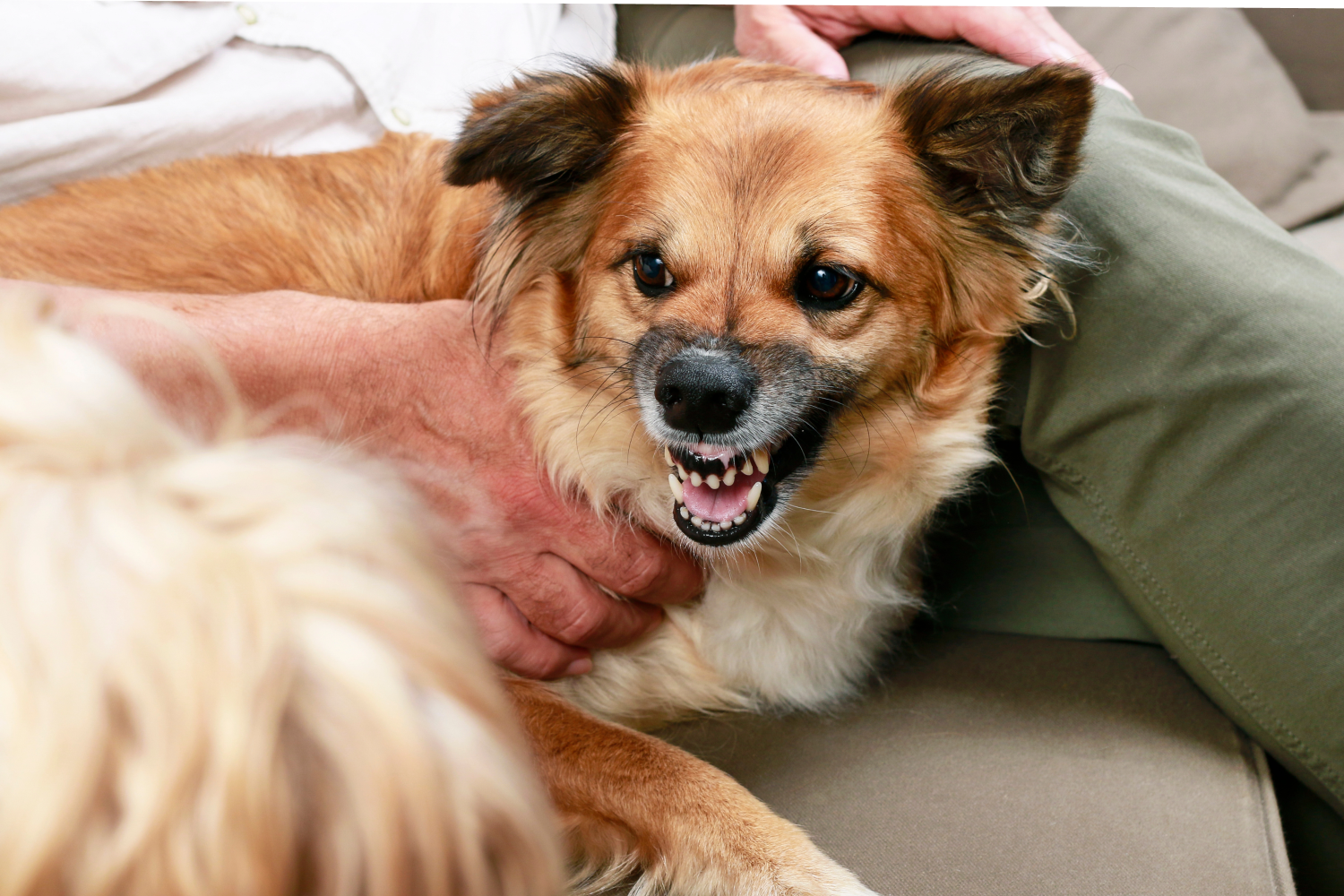 Dog Growling: Is It a Sign of Aggression?