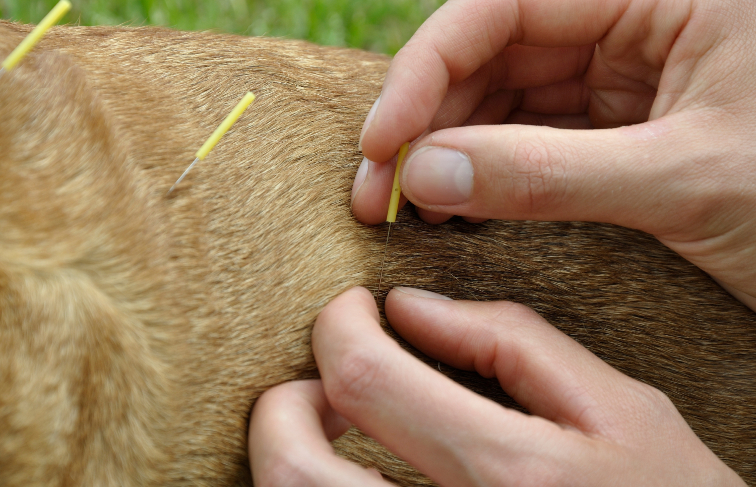 Acupuncture for Dogs: What You Should Know