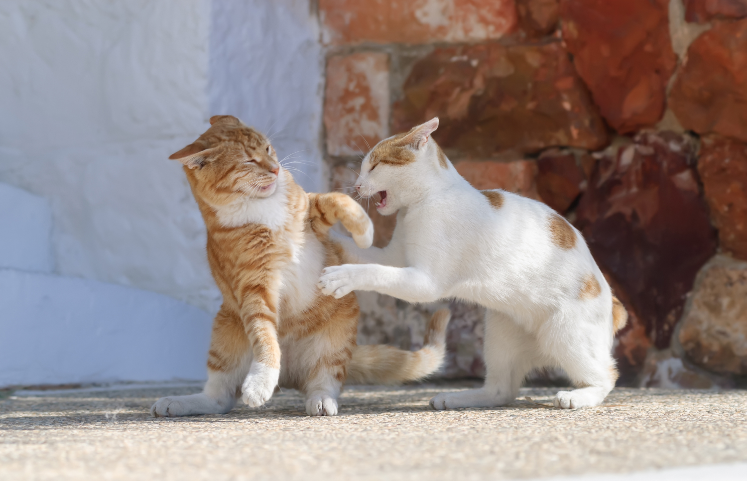 How To Tell if Cats Are Playing or Fighting: 7 Signs