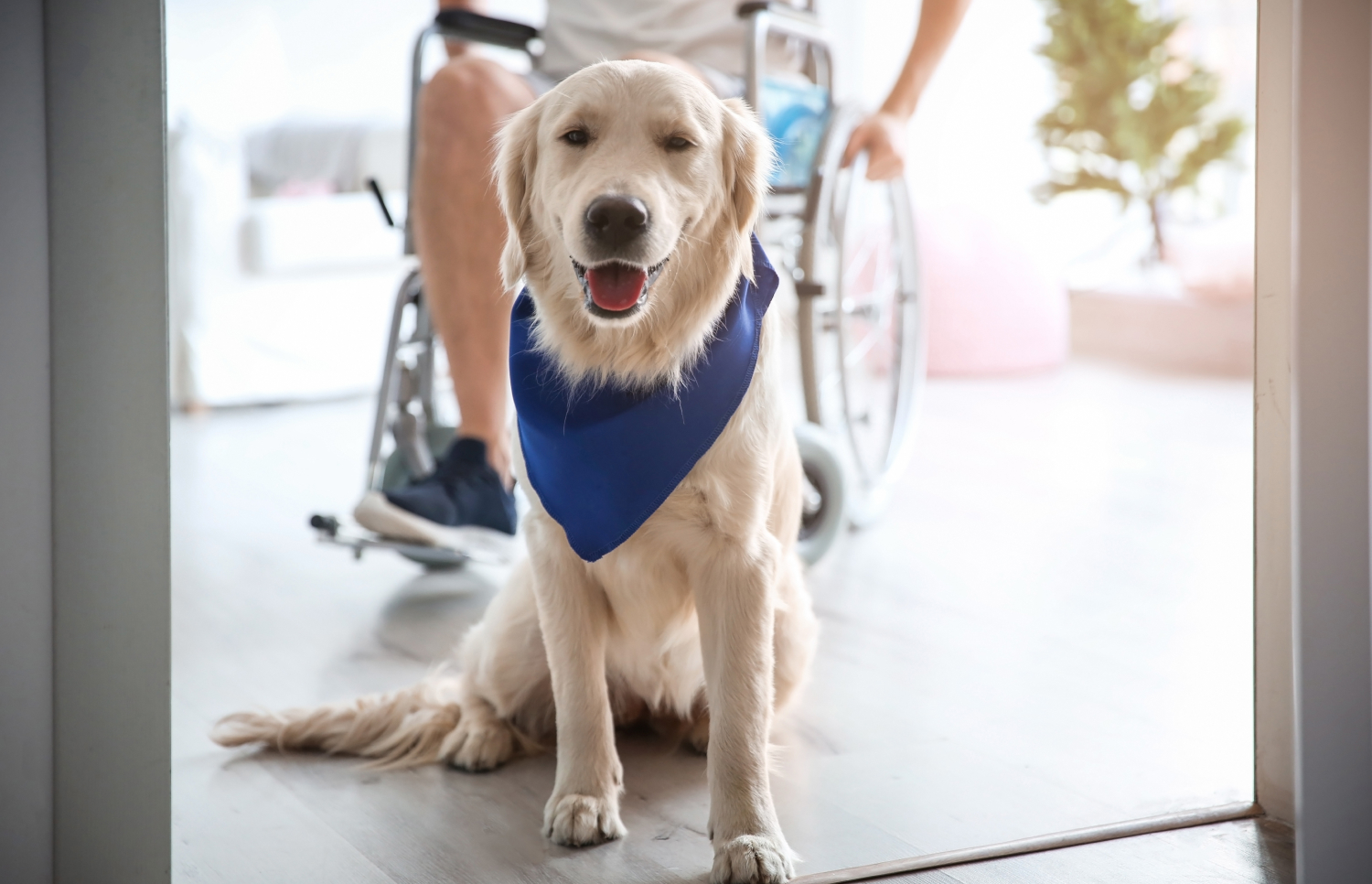 Service Dog Training: A How-To Guide